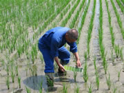 葉色板を使って稲の色を確認する