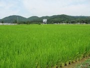 8月の圃場