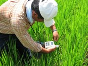 クロロフィルメーターで稲の葉を測定する会員