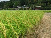 刈り取り前の鈴木会長の圃場