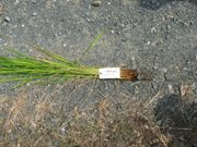 稲を一株ずつ提供してもらう